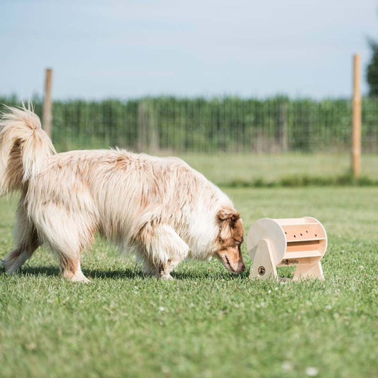 Welcome to Wagglewoods Pets: Happy Pets Start Here