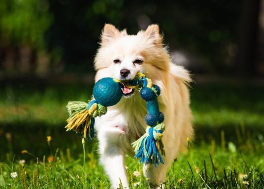 The Ultimate Guide to Safe Play: Top 10 Mistakes When Choosing Pet Toys