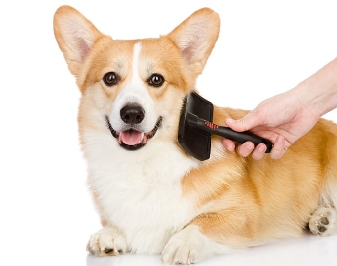 Grooming Supplies