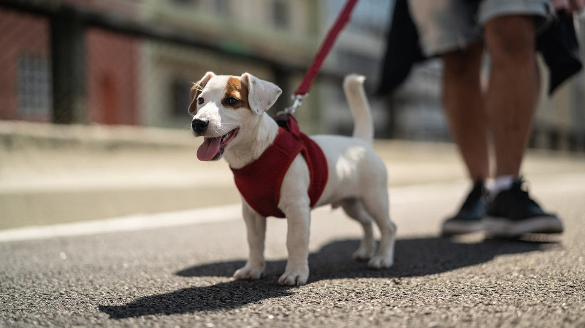 Collars/Leashes
